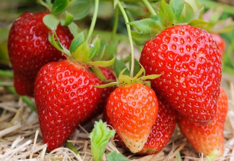 Closeup strawberry group