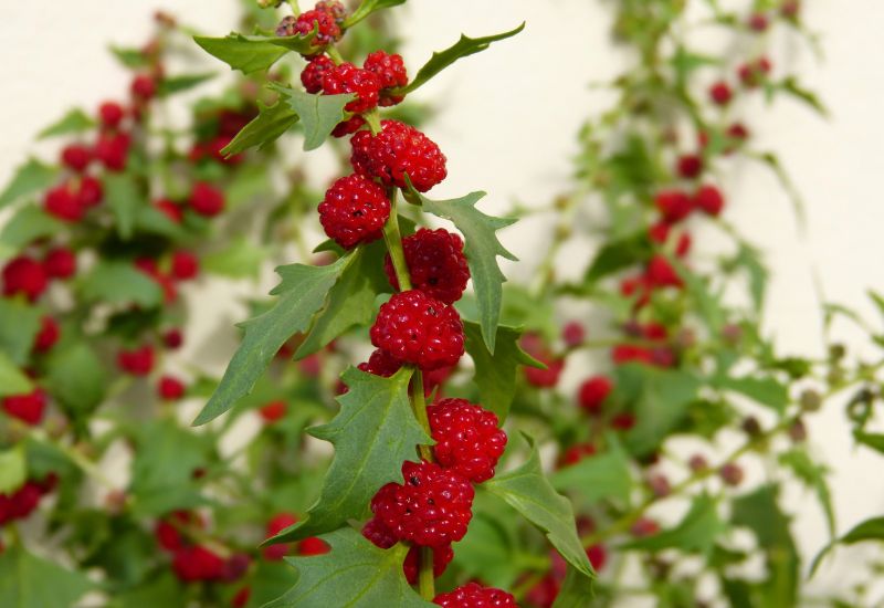 Closeup of Chenopodium fruits 
