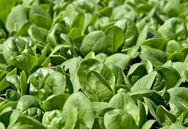 Collection of green spinach leaves
