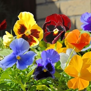 Pansy 'Matrix™ Mixed' from Suttons