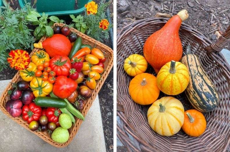 Baskets of colourful garden harvest, including tomatoes, courgettes, pumpkins, and squash.