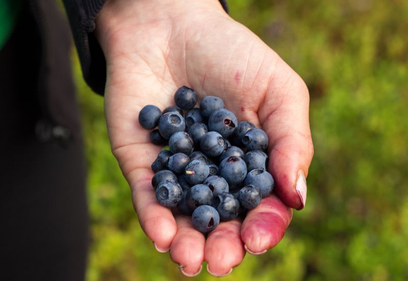 Hand holding wild blueberries