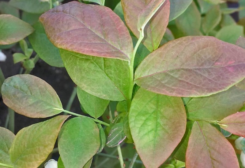 Pink and green foliage of a blueberry bush