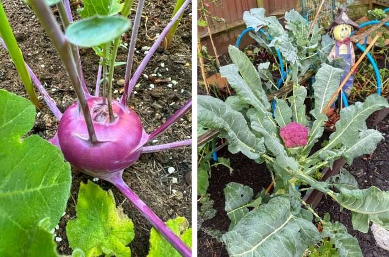 Purple kohlrabi and purple cauliflower growing in a home garden vegetable bed.