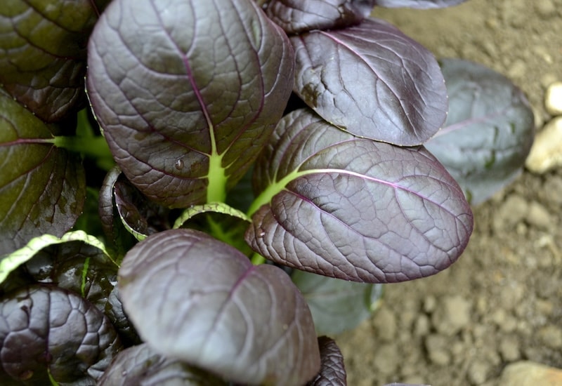Red leaved spinach