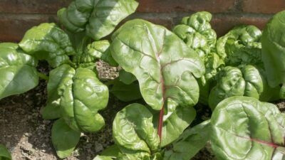 How to grow spinach from seed How to grow spinach from seed