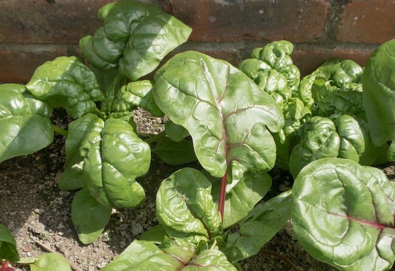 Red veined spinach