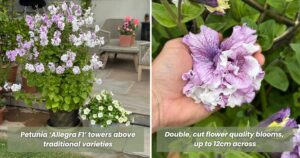 Petunia 'Allegra' Comparison