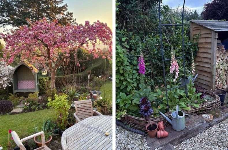 Split image showing a pink cherry blossom tree over a garden bench, and purple foxgloves in a flower bed edged with woven willow.