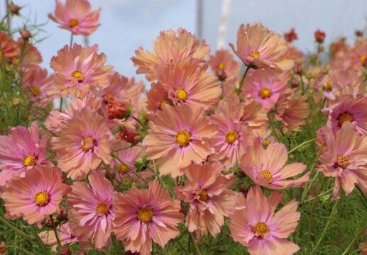 Spring Cosmos How to grow cosmos from seed How to grow cosmos from seed