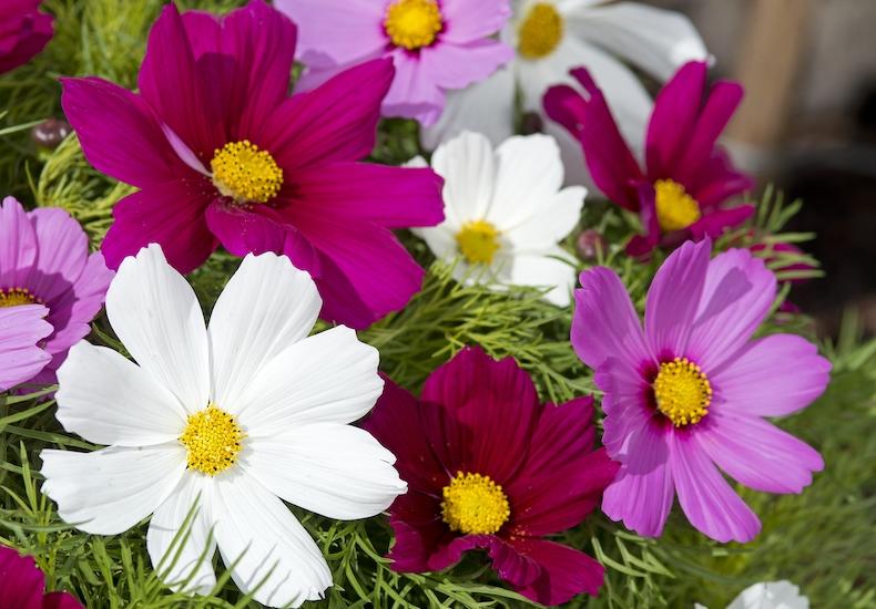 Vibrant mix of Cosmos flowers featuring deep magenta, pure white, and soft pink blooms with bright yellow centres and green foliage.