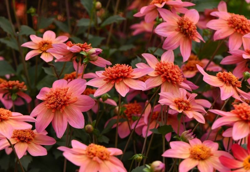 Close-up of Dahlia 'Totally Tangerine' flowers featuring soft pink petals and bright orange centres.