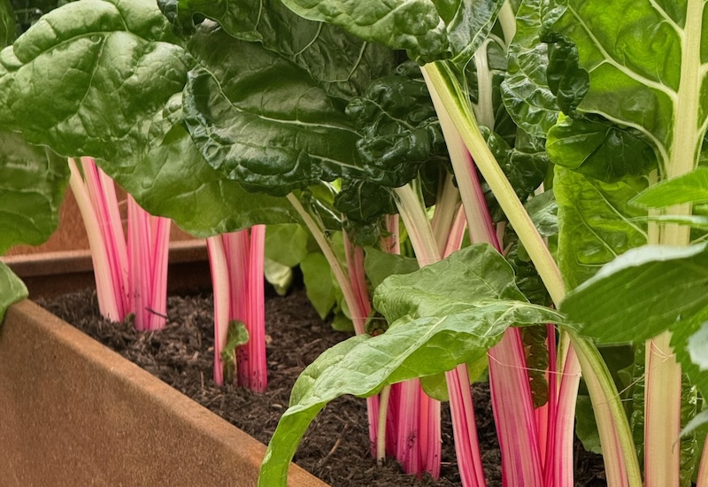 Swiss chard from suttons