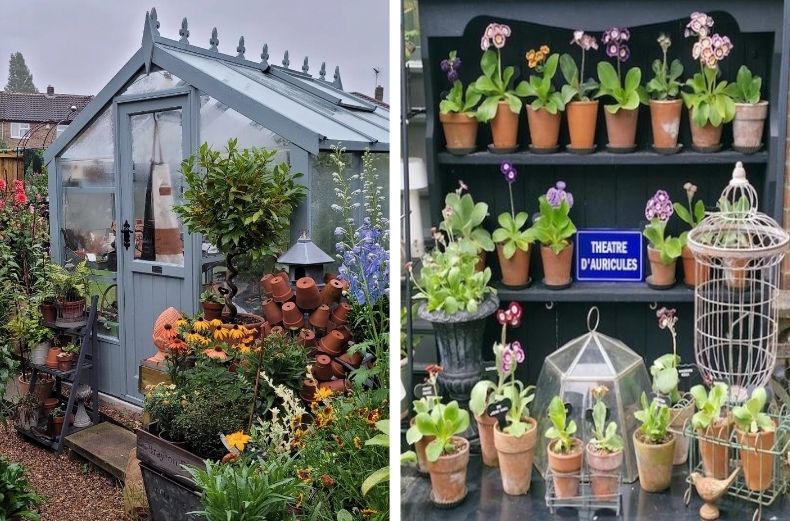 Two-panel view of a grey Victorian-style greenhouse surrounded by flowers and an "Auricula Theater" display featuring potted primulas on black shelving.