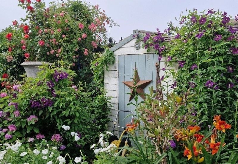 A rustic white garden shed with a light blue door and a metal star decoration, surrounded by lush climbing roses, purple clematis, and orange daylilies.