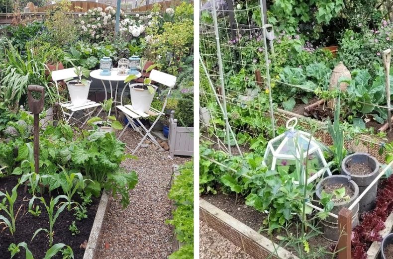 Two-panel view of a productive home vegetable garden featuring raised beds with corn and leafy greens, a white bistro seating set, and a geometric garden cloche.