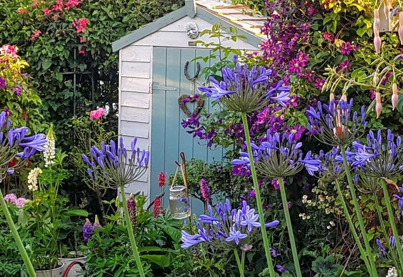 White garden shed with a light blue door decorated with a horseshoe and heart, partially hidden by vibrant purple agapanthus, clematis, and pink roses.
