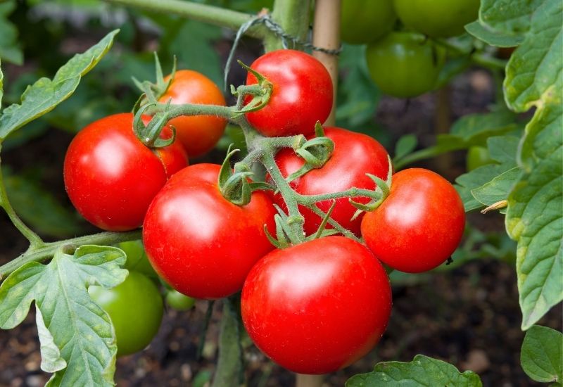 A cluster of ripe, bright red vine tomatoes growing in a garden, supported by a wooden stake and surrounded by green leaves.