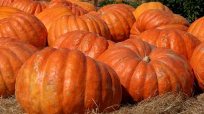 Giant Pumpkin Growing Competition 2026 – Win £250!