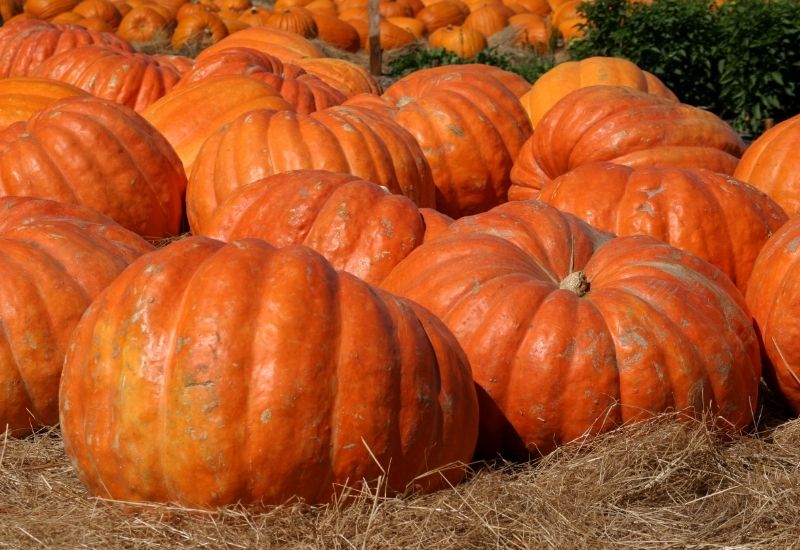 A field of large, bright orange pumpkins resting on a bed of dry straw in the sunshine