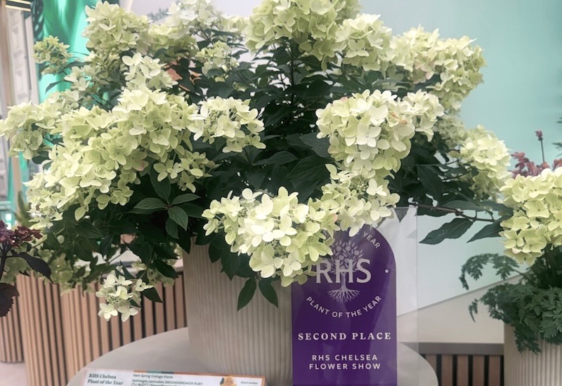 Suttons Hydrangea Paniculata Groundbreaker Ruby