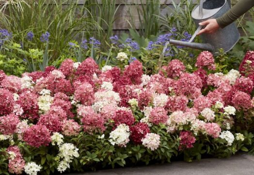 Hydrangea Groundbreaker Ruby Rhs Suttons Awarded Second Place in RHS Plant of the Year 2026