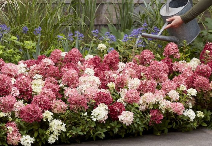hydrangea-groundbreaker-ruby.jpg