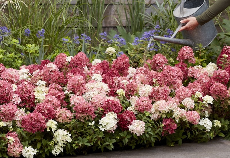Hydrangea 'Groundbreaker® Ruby' from Suttons