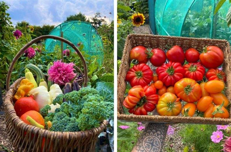 Wicker baskets filled with a homegrown harvest of vegetables, flowers and heirloom tomatoes from a kitchen garden.
