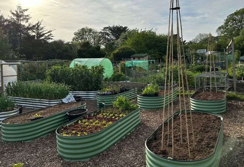 A productive allotment with green metal raised beds, a polytunnel and bamboo plant supports/