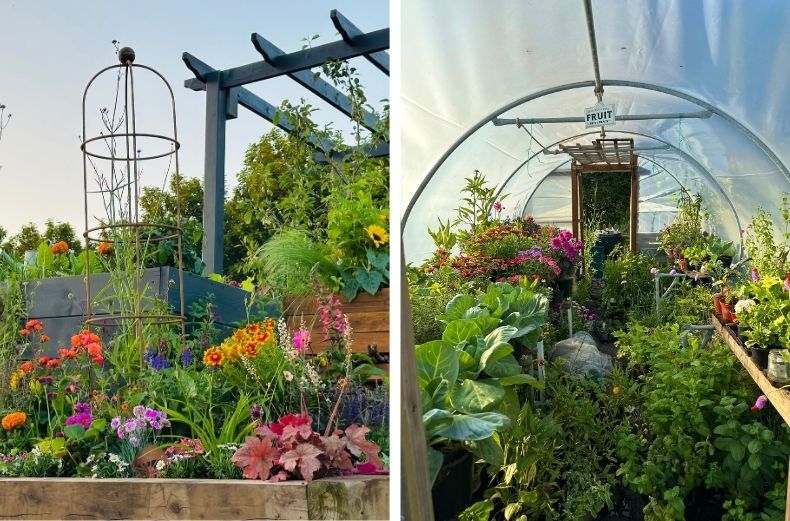 Colourful cottage garden with raised beds and a polytunnel filled with fruit and vegetables.