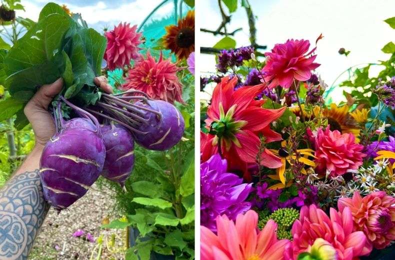Freshly harvested purple kohlrabi held up in a garden, alongside a colourful bunch of homegrown dahlias and cut flowers.