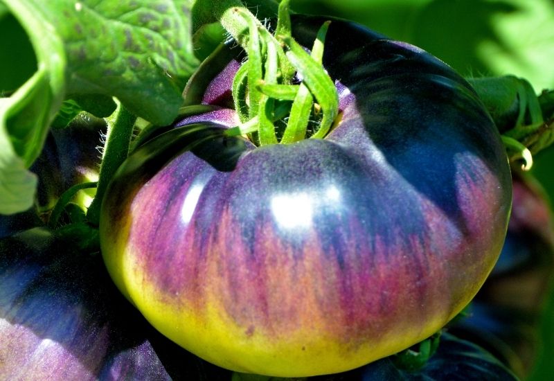 Close up of a Blue Beauty tomato ripening on the vine, with deep purple and green colouring.