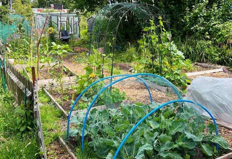 Allotment garden with netted brassica beds, blue plastic hoops, and vegetable climbing arch
