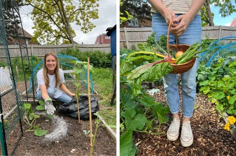 Gardener protecting seedlings with organic pest control and harvesting basket of rainbow chard and vegetables.