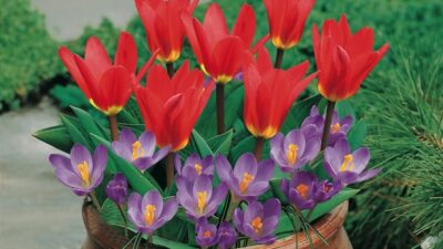 The best spring bulbs to fill empty containers