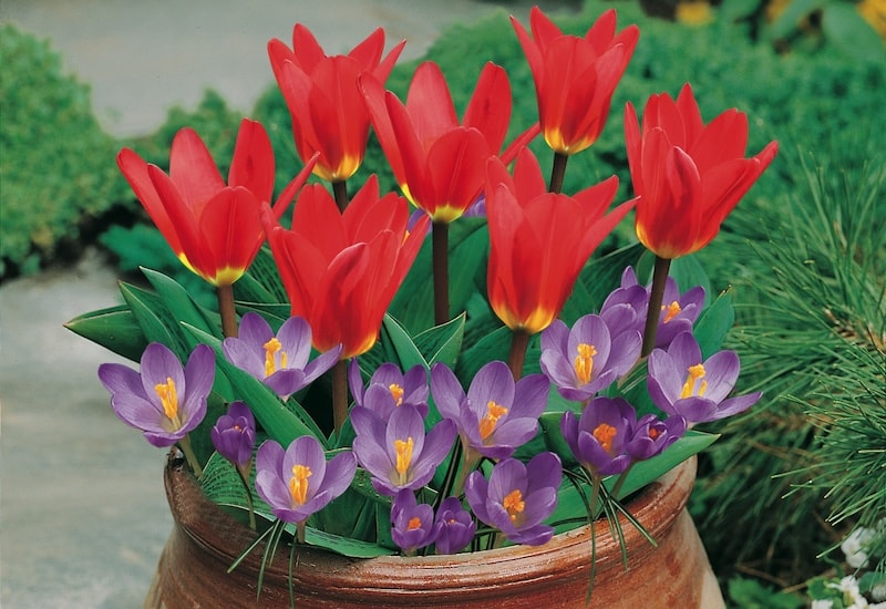 spring bulbs in patio container