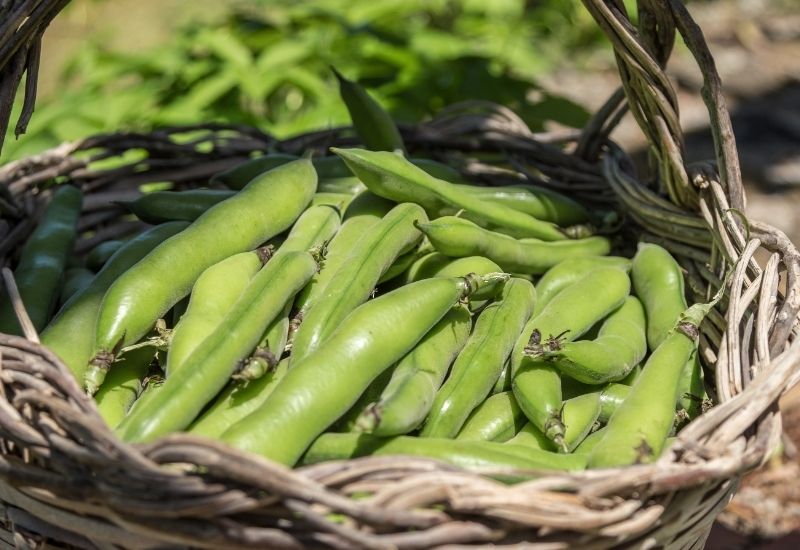 Here's SEO-friendly alt text and a description for this image:Alt text (concise, accessibility-focused): "Wicker basket filled with freshly picked green broad bean pods" Alt text (SEO-optimized, keyword-rich): "Freshly harvested broad beans in woven basket, close-up of green pods.