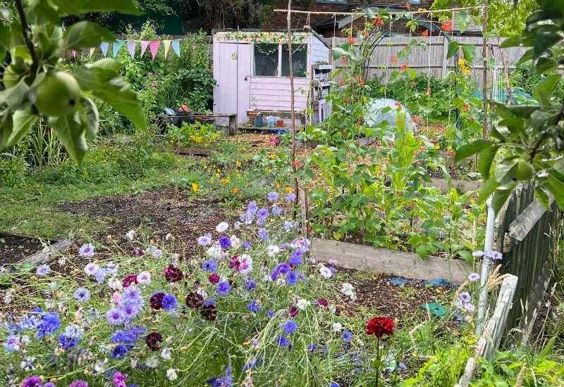 Allotment garden with pink shed, wildflowers, and climbing bean plants on bamboo canes.