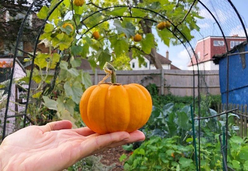 Small orange pumpkin resting in palm of hand under a garden arch trellis.