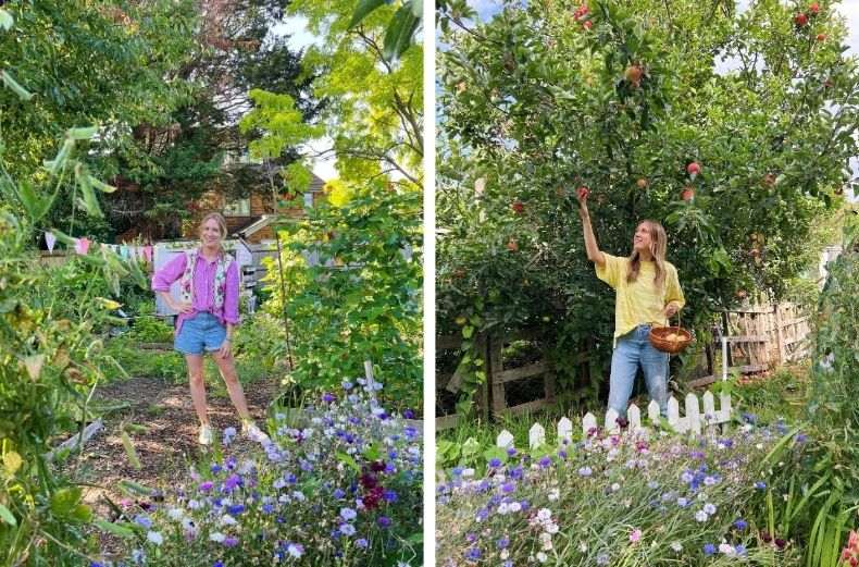 Gardener in cottage garden with cornflowers, and picking ripe apples from tree into wicker basket.