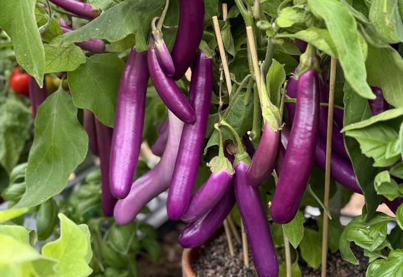 Aubergine Lilac Wand