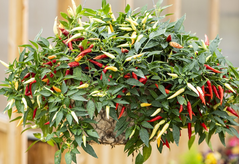 Chilli firefly hanging basket
