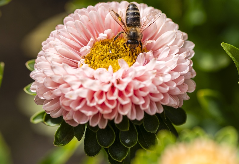 Chinese Aster Montezuma Apricot
