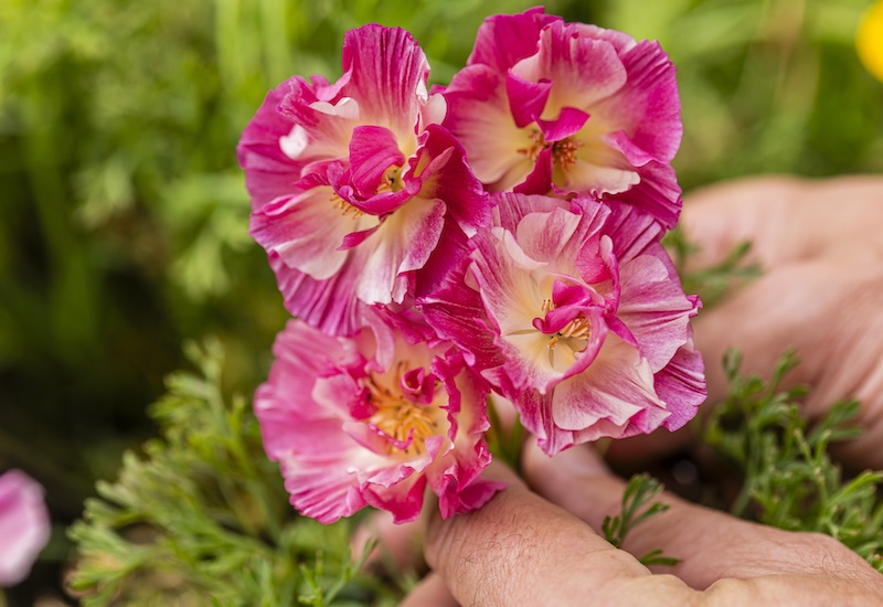 Eschscholzia Frilly Fun Appleblossom