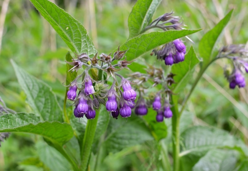 Symphytum officinale (Common comfrey) from Suttons