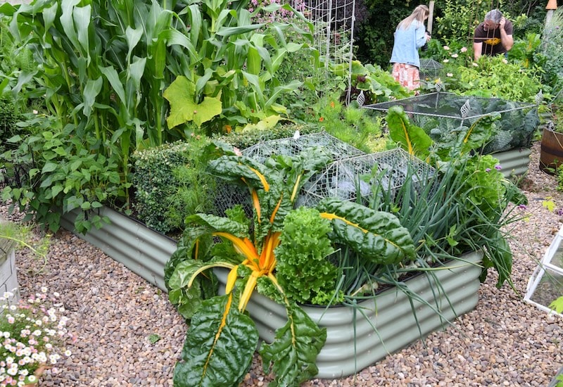 Original veggie bed from Suttons (© T&M)