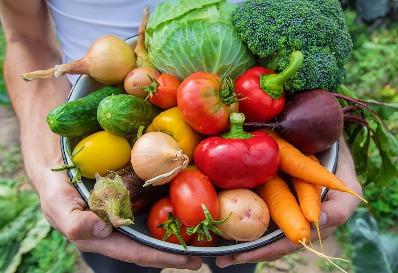allotment vegetable harvest