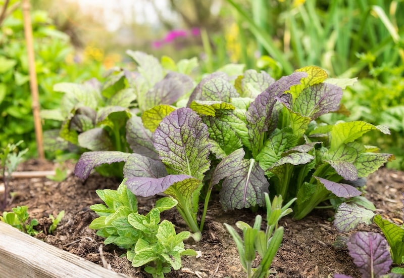 Lettuce and leaf seeds from Suttons