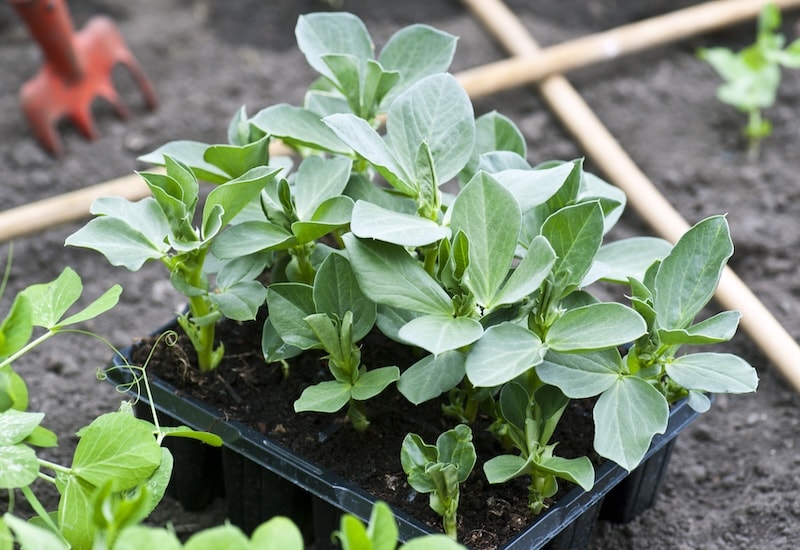 Broad Bean ‘The Sutton’ seeds from Suttons